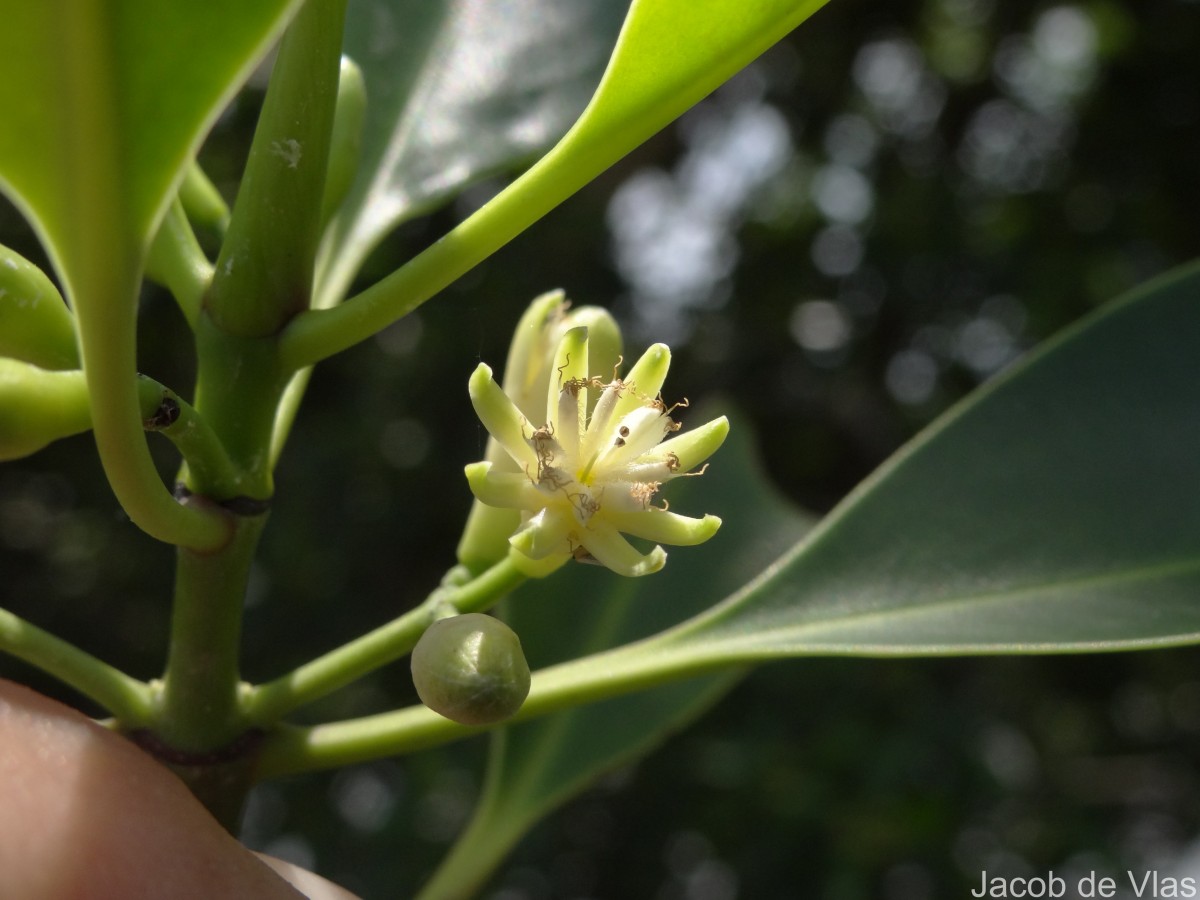 Bruguiera cylindrica (L.) Blume